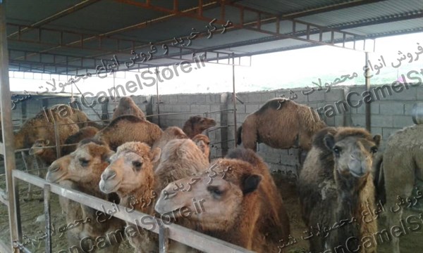 خرید گوشت شتر در تبریز