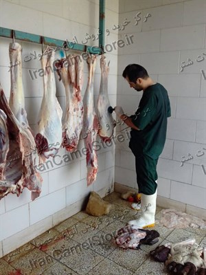 خرید گوشت شتر در مشهد