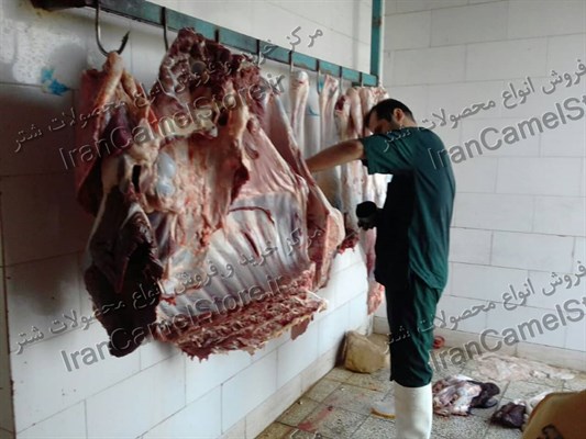 خرید گوشت شتر در تبریز